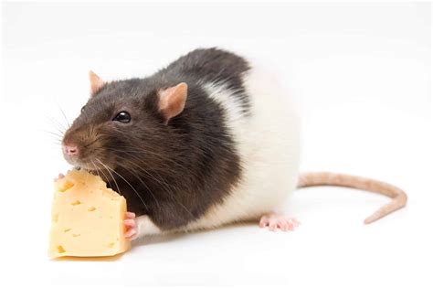 The Best Rat Food 2024 - Top 7 Feeds Ranked and Reviewed
