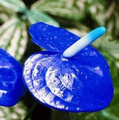 ALL IN ONEE Blue Anthurium Flamingo Good Luck Lily Laceleaf Painter's ...