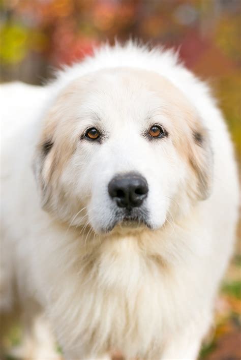 Great Pyrenees Lab Mix All You Need To Know About Pyradors
