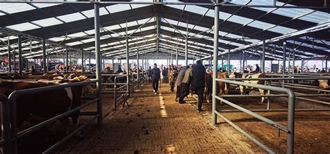 祁县肉牛交易市场：全省交易量和规模最大的活牛市场（图）_新闻中心_新浪网