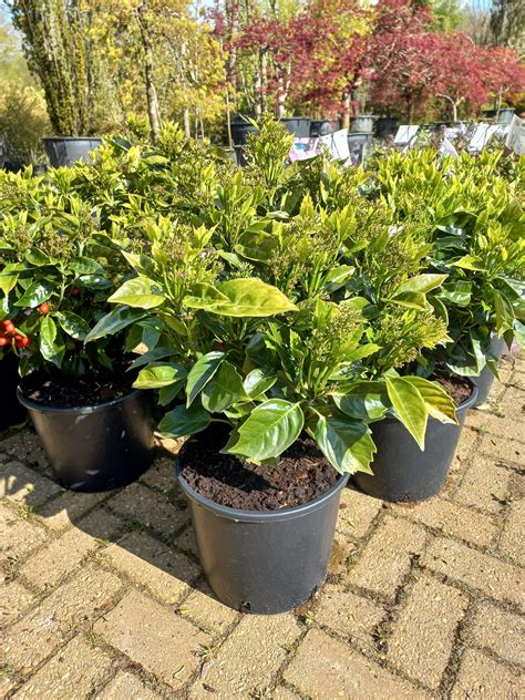 Aucuba japonica Rozannie broodboom - Tuinplantkopen