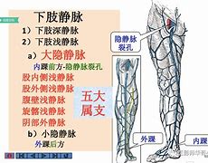 Image result for 静脉血管
