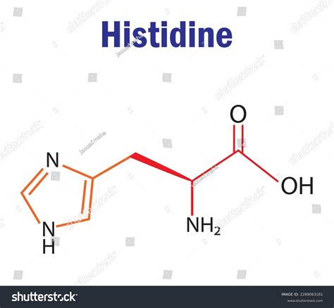 Histidine Amino Acid Formula Structure Chemical Stock Vector (Royalty Free) 2289063181 ...