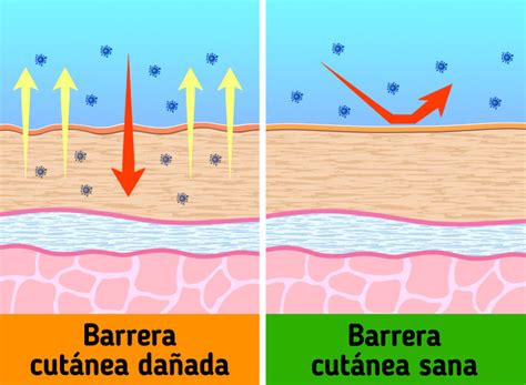 Qué es la barrera cutánea y cómo cuidarla / Ideas En 5 Minutos