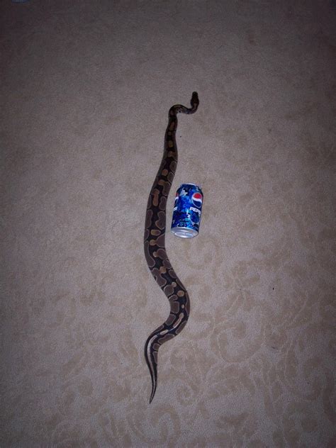 Image result for Large Ball Python