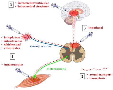 Botulinum Neurotoxins in Central Nervous System: An Overview from ...