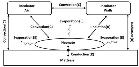 Can Mathematical Models of Body Heat Exchanges Accurately Predict ...