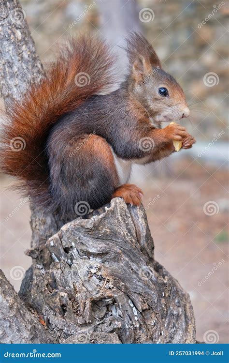 Squirrel in an Spanish Park Stock Photo - Image of cute, branch: 257031994