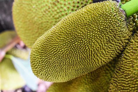 Breadfruit: The Starchy Caribbean Fruit | Exotic Gourmand