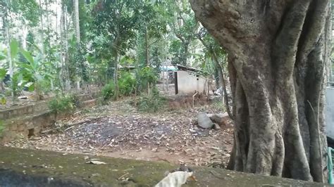 Puthan vead, Ottapalam - Restaurant reviews