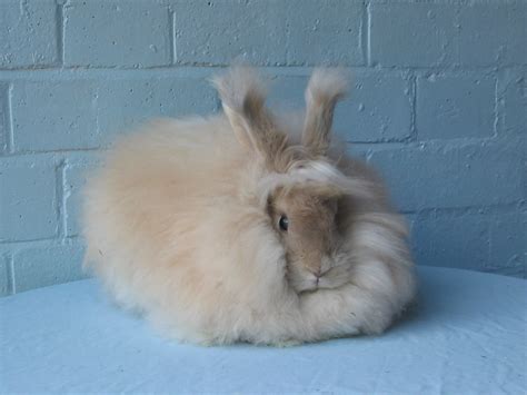 Breed standard for coloured English Angoras - UK National Angora Rabbit ...