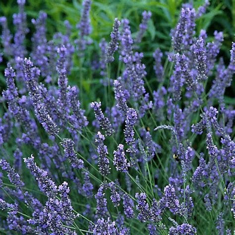Lavandula x intermedia 'Grosso' Lavender| Buy Herb Plants