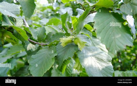 Image result for Hazelnut Tree Top View