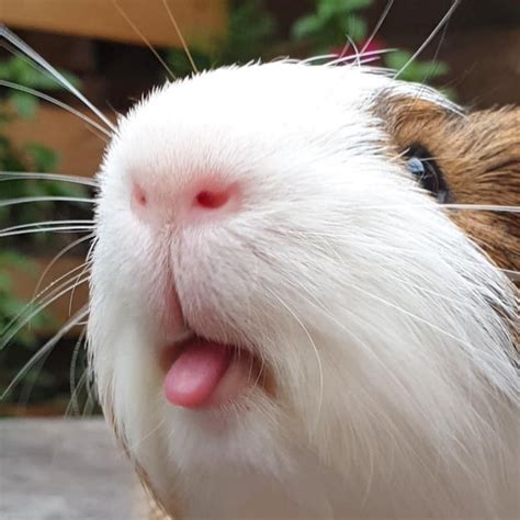 Funny Guinea Pig Sticking Out Tongue