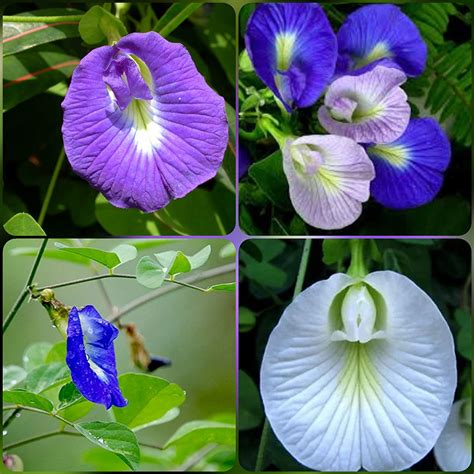 SHOP 360 GARDEN SHANKHPUSHPI/APARAJITHA/SANGU POO/CLITORIA TERNATEA ...