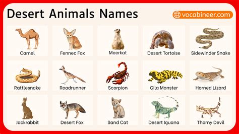 50+ Desert Animals Names in English with Pictures