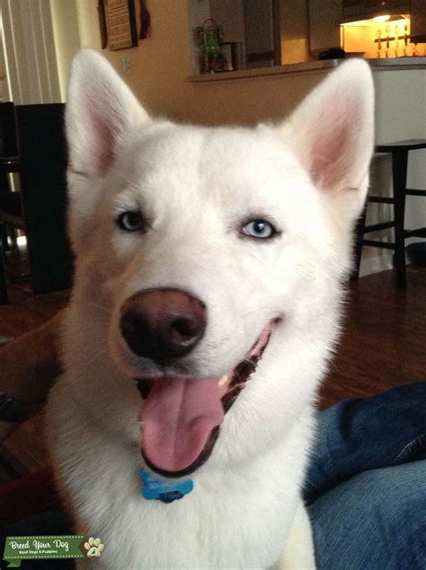 Stud Dog - Pure White Siberian Husky - Breed Your Dog