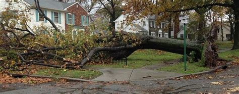 Image result for Tree Trimming Delaware