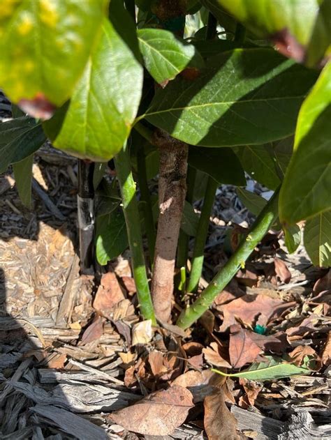 Image result for Avocado Tree Pruning