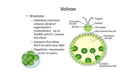 Volvox (DIVERSITY OF MICROBES) | PPT