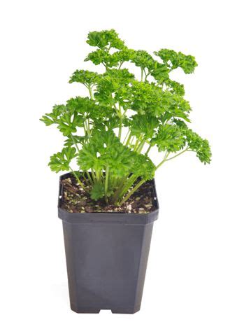 How to Use Fresh Curled Parsley 的图像结果