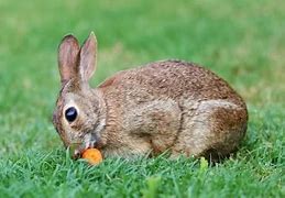 Image result for Orange Baby Rabbit