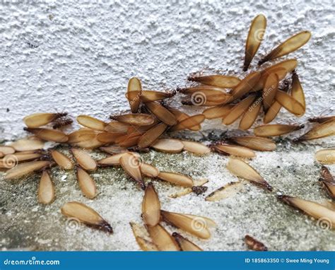 Many Alates Termite Winged Insect on the Floor. Stock Photo - Image of ...