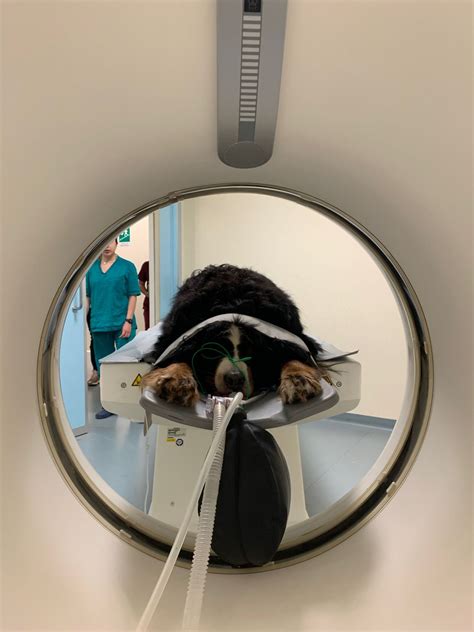 Wanda Bonilla on LinkedIn: ️ ️ ️ The dream job