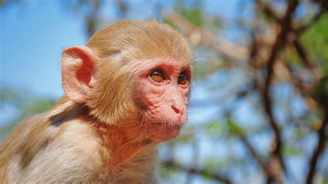 Monkey business? Truck carrying primates overturns in Mississippi ...