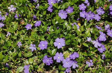 Variegated Vinca Ground Cover