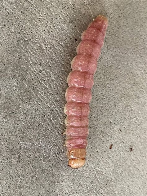 12 Rare Pink Caterpillars (Pictures and Identification)