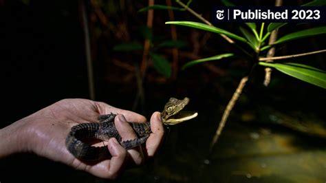 Florida Caimans, an Invasive Species, Could Be Close to Eradication ...