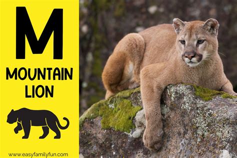 165 Magnificent Animals that Start with M