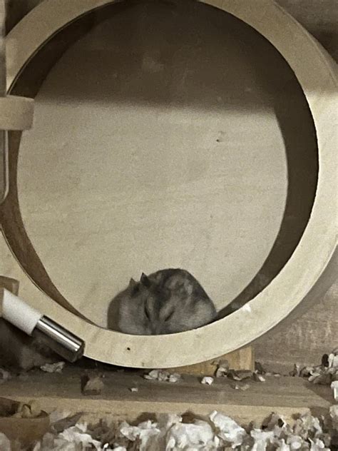 I guess Winky decided to go mimis in her wheel right now 😴😅 : r/hamsters