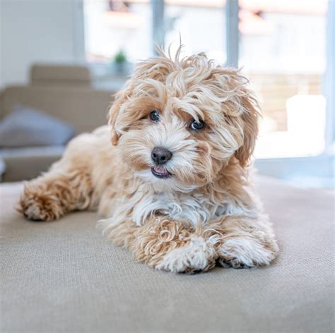 Small Dog Breeds Wallpapers - Wallpaper Cave