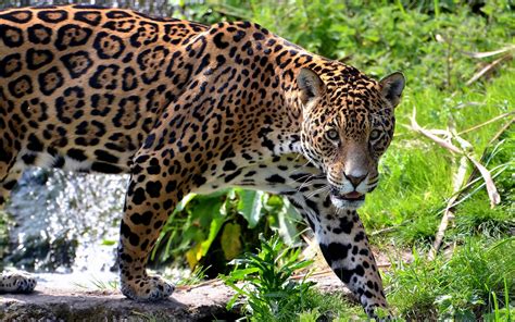 Majestic Jaguar HD Wallpaper: Wildlife Power Unleashed | 2560x1600 ...