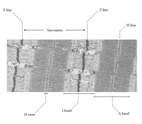 Anatomy and physiology of skeletal, smooth, and cardiac muscle | Deranged Physiology