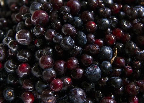 Eight Juicy Questions about Huckleberries - National Forest Foundation