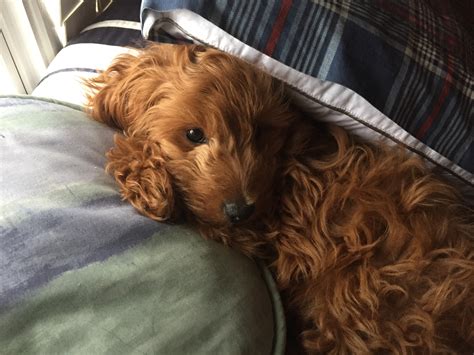 Image result for Red Cockapoo