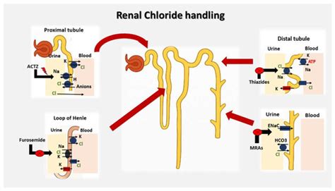 The Role of Chloride in Cardiorenal Syndrome: A Practical Review