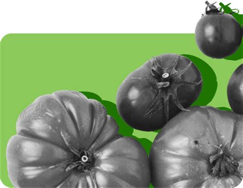 Does Thrive Market Take Food Stamps