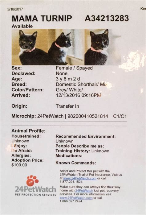 Java Cats Cafe Is Now the Cutest, Cuddliest Coffee Shop in Atlanta ...