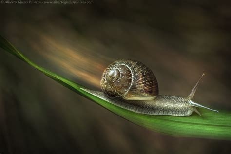 Speed snail | JuzaPhoto