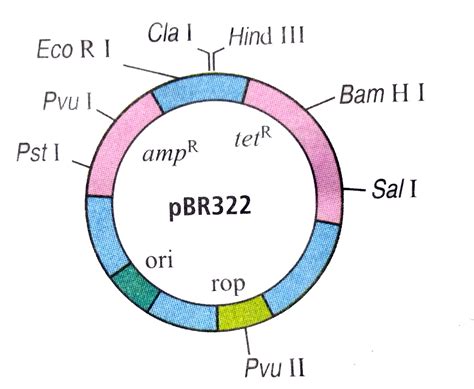 The given figure is the digrammatic representation of the E . Coli ...