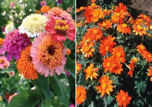 Antier Zinnia Scabiosa Mixed (Hybrid) and Tithonia Seed (Pack Of 20 ...