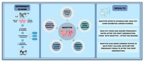 Evaluating the Impact of Clinical Mastitis on Ovarian Morphometry and ...