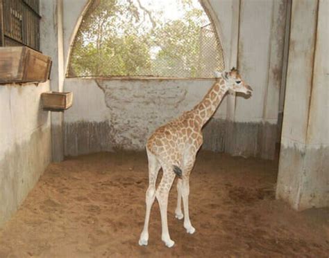 Alipore Zoo | Zoo in Kolkata | Calcutta Zoo - HappyTrips | TimesTravel