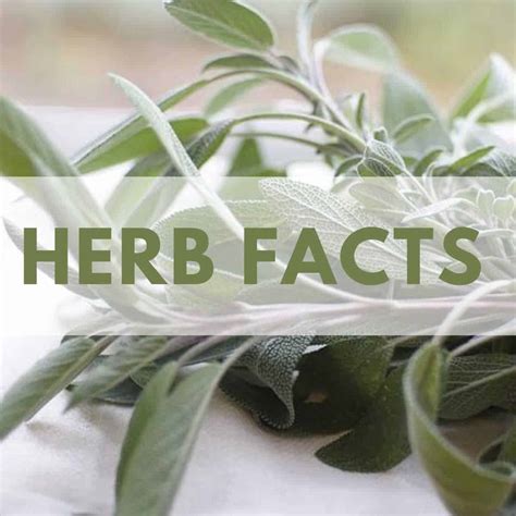 Herbs Important Facts at Magda Salas blog