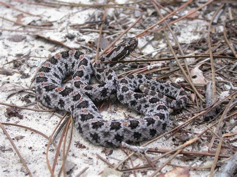 Pigmy Rattlesnake | Outdoor Alabama