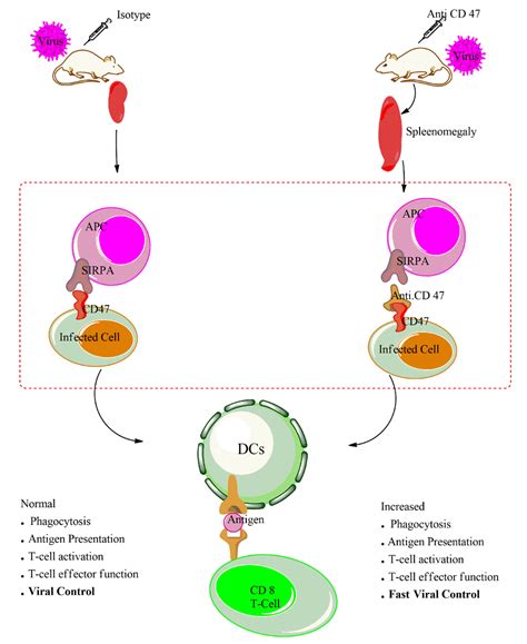 CD47 as a Potential Target to Therapy for Infectious Diseases